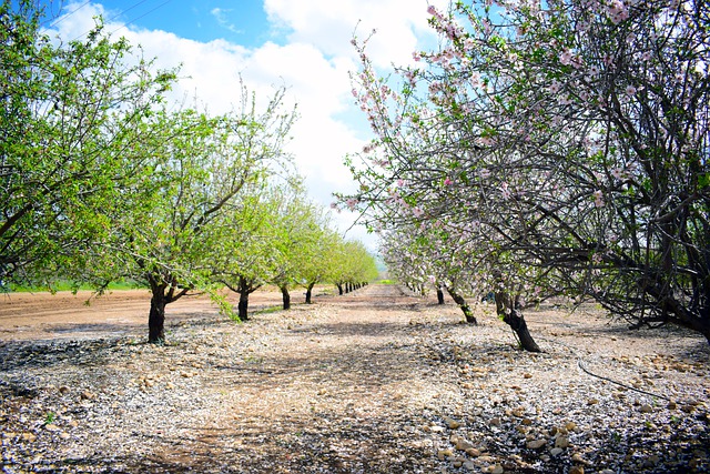ירושלים עם ילדים