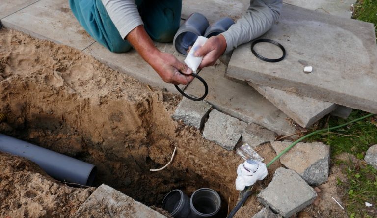 שורשים בביוב